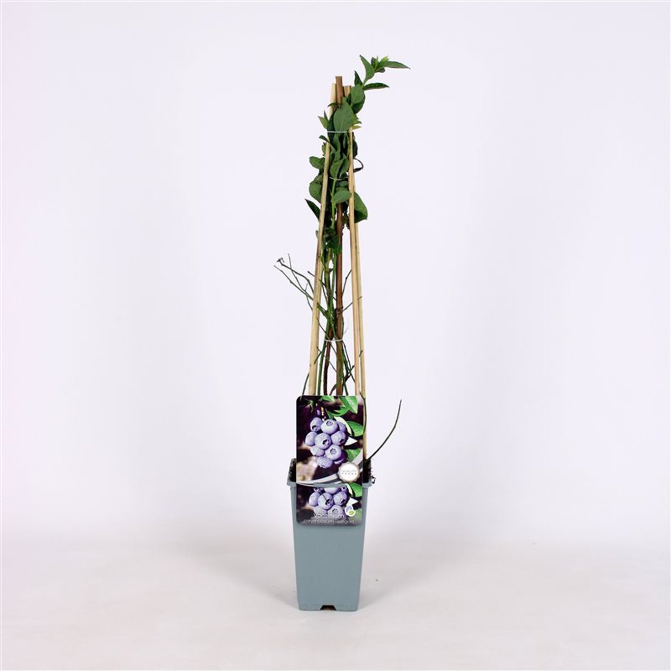 Vaccinium c. 'Bluegold' - C2 70/+ CM